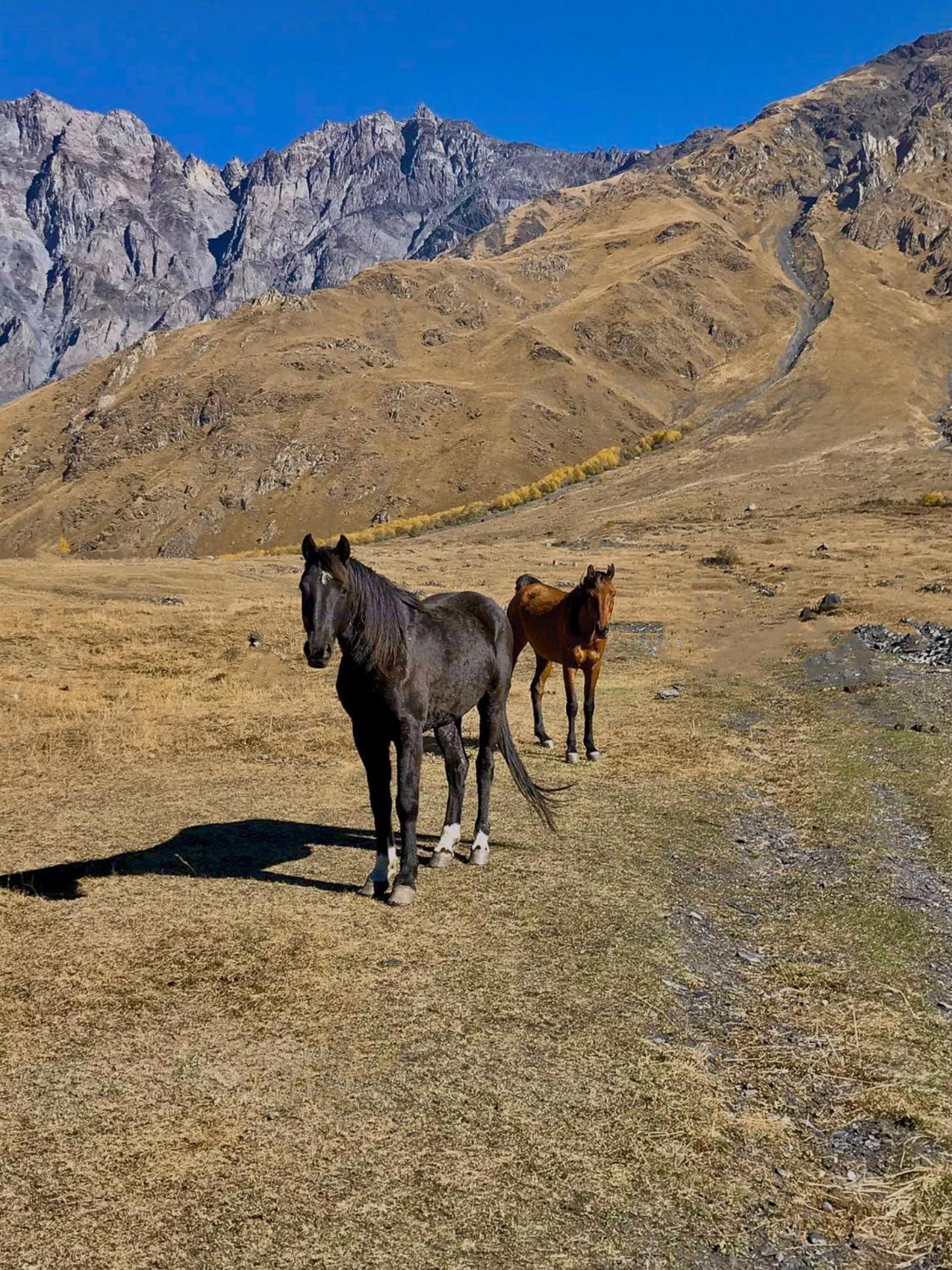 Kazbegi Inn Cottages Ngoại thất bức ảnh